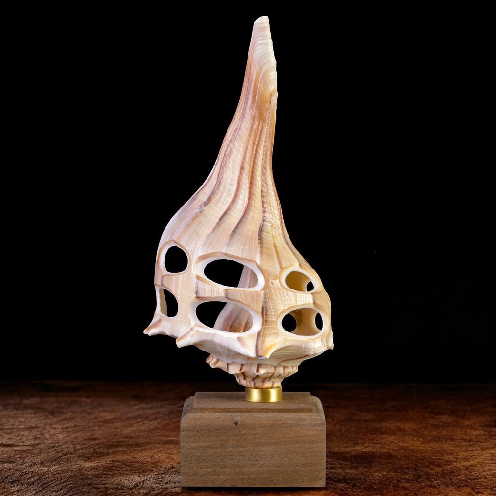 Curiosity Objects - Natural Science - Sea shell - Carved Busicon Shell. on Base #1.0