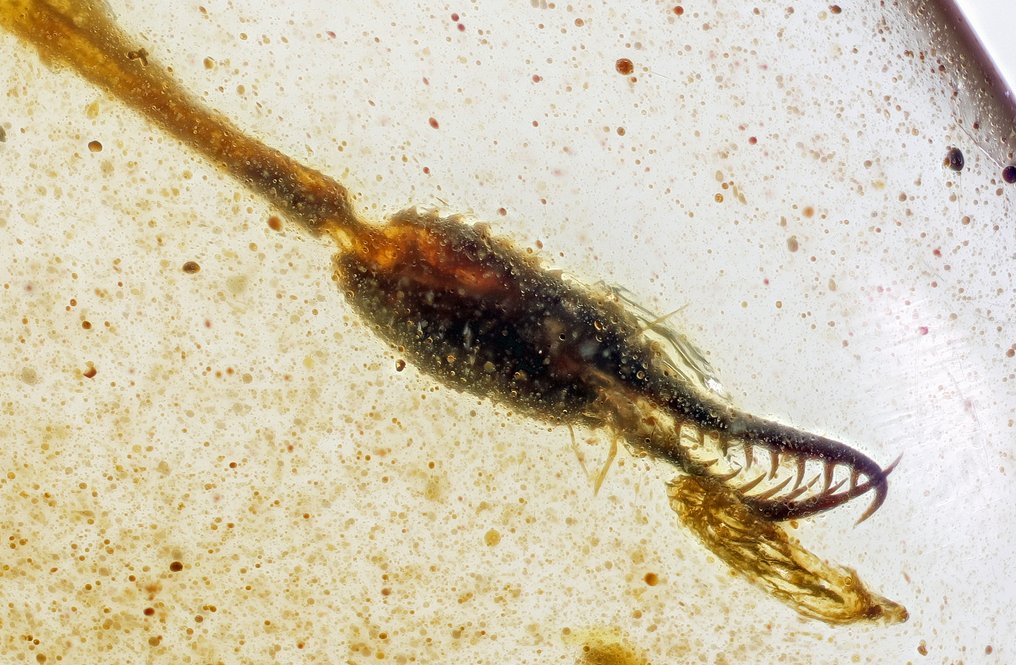 Burmesisk rav - Sjælden Nemopteridae-larve - 8 mm - Rav #1.0