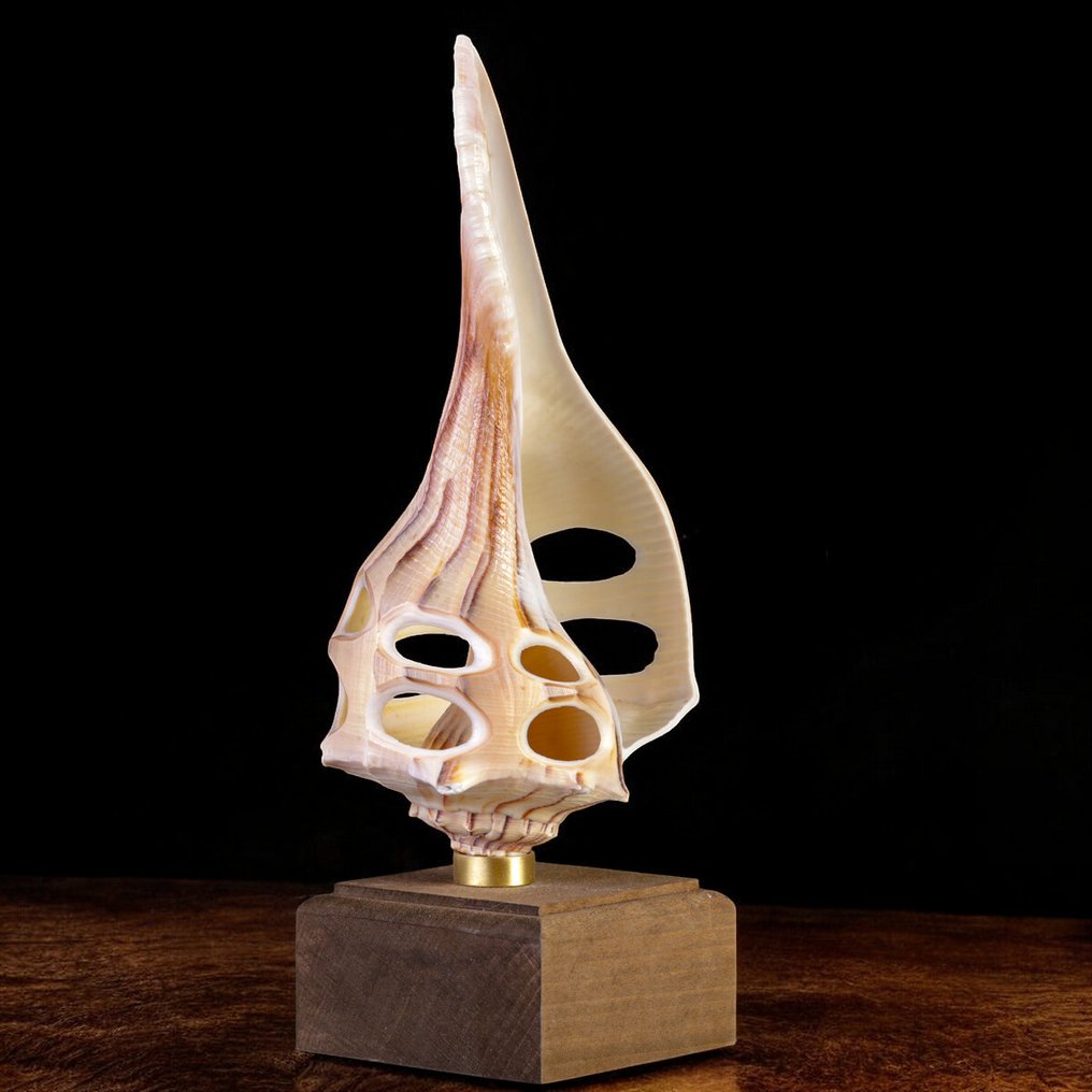 Curiosity Objects - Natural Science - Sea shell - Carved Busicon Shell. on Base #1.0