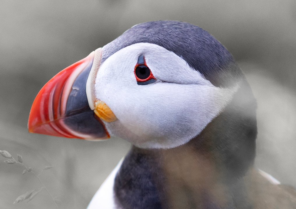 Marco Simoni - " Fratercula brisson " #3.2