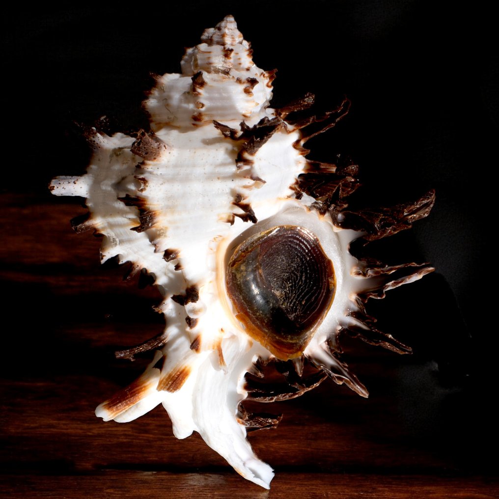 Special Murex Collection Sea shell - Hexaplex cichoreum f. endivia (Lamarck, 1822) #1.0