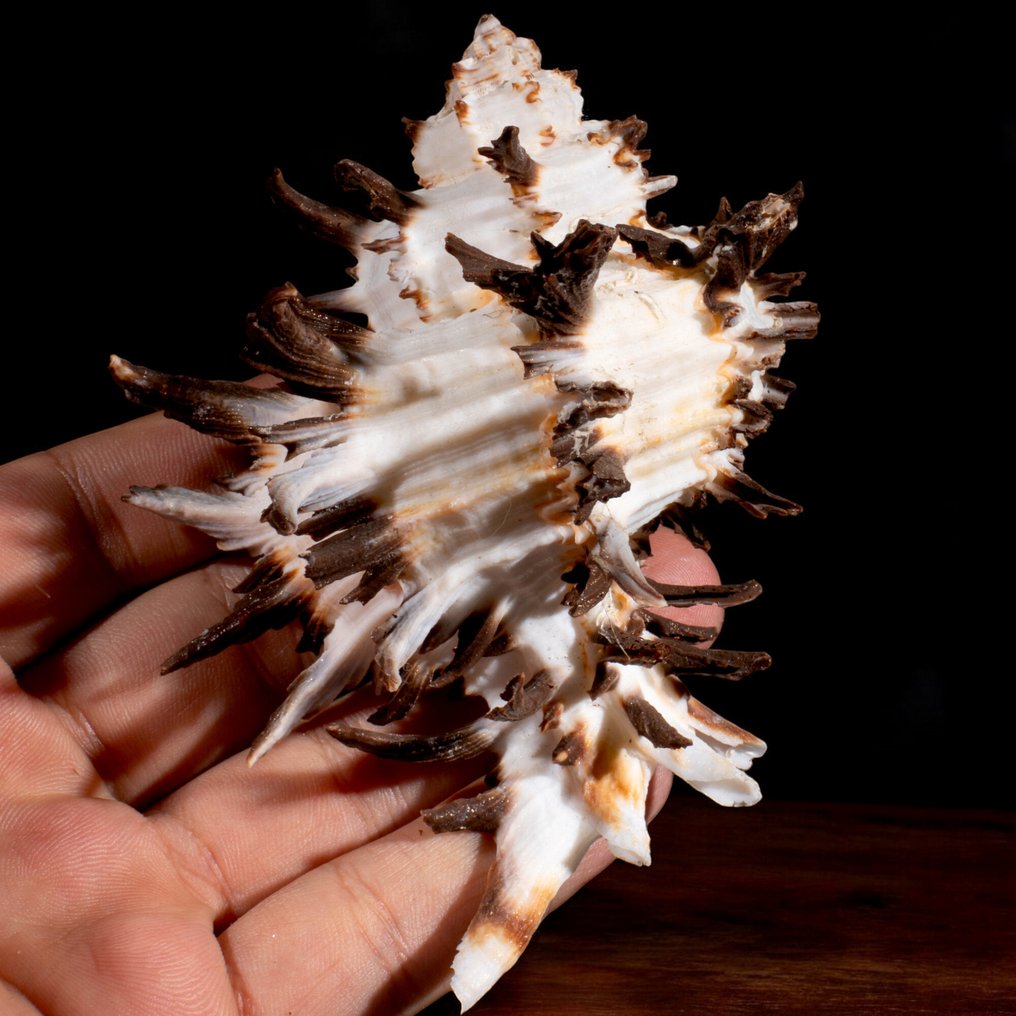 Special Murex Collection Sea shell - Hexaplex cichoreum f. endivia (Lamarck, 1822) #3.2