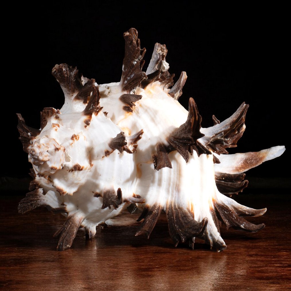 Special Murex Collection Sea shell - Hexaplex cichoreum f. endivia (Lamarck, 1822) #2.1