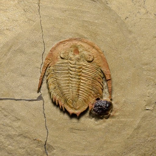 Fineste lille trilobit. - Forstenet dyr - Dactylocephalus sp. #2.1