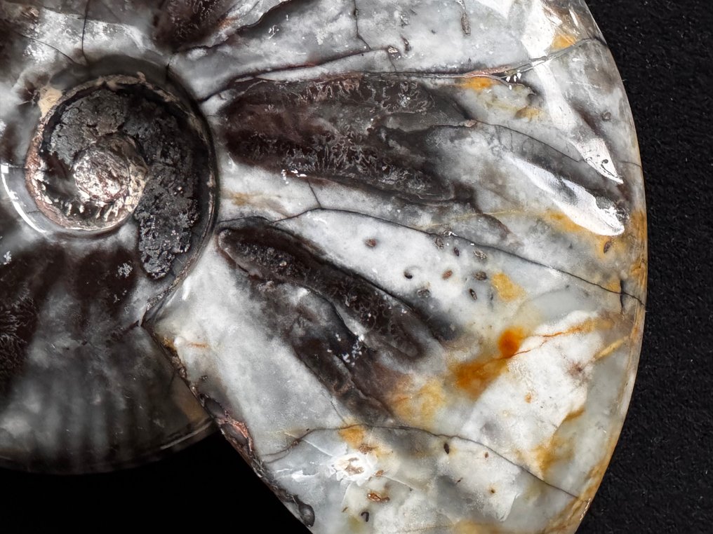 Ammonite - Fossilised animal - 21 cm - 18 cm #4.3