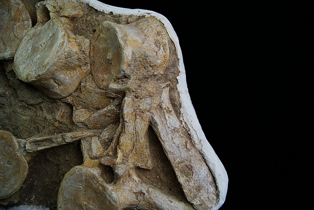 Plesiosaurus - Fossilt skelet - Plesiosaurio #4.3