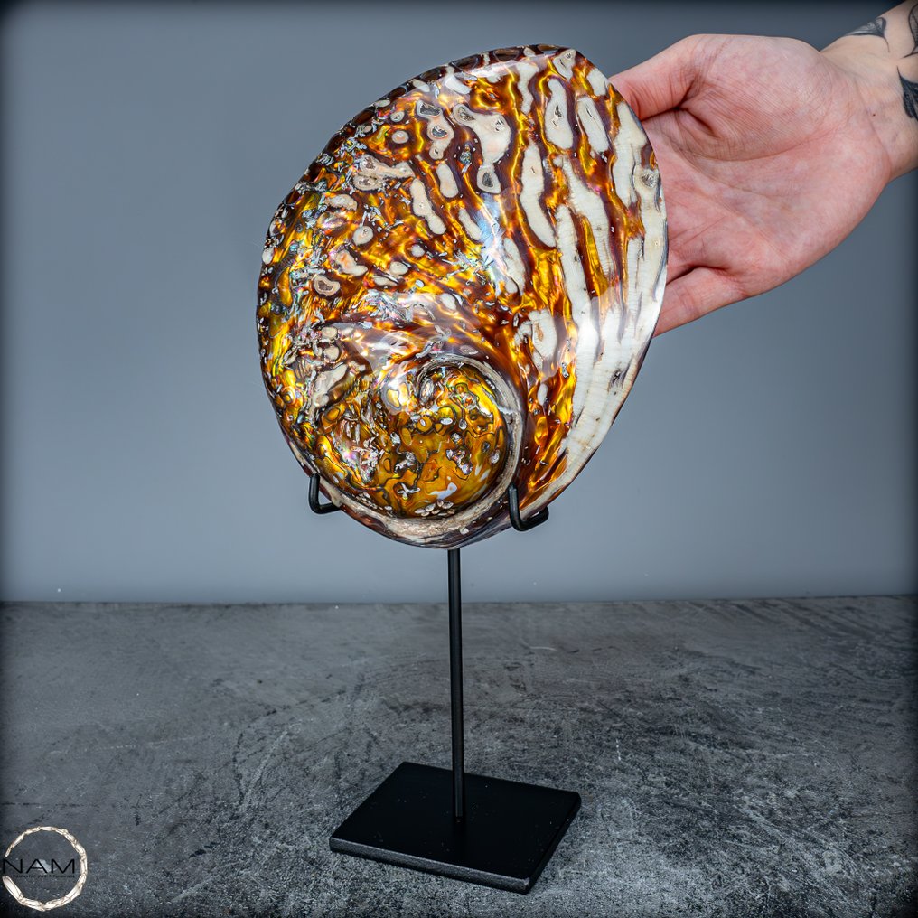 Σπάνιο φυσικό Haliotis-Rufescens σε βάθρο - Shell- 303.77 g #3.2