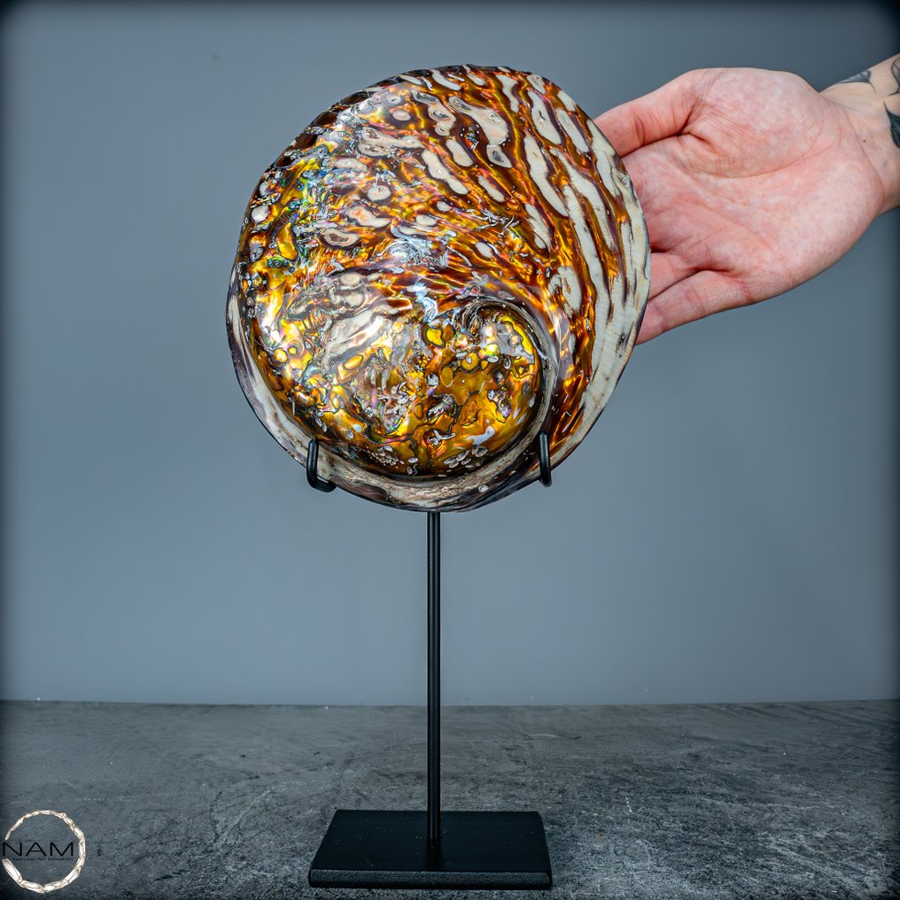 Σπάνιο φυσικό Haliotis-Rufescens σε βάθρο - Shell- 303.77 g #1.0