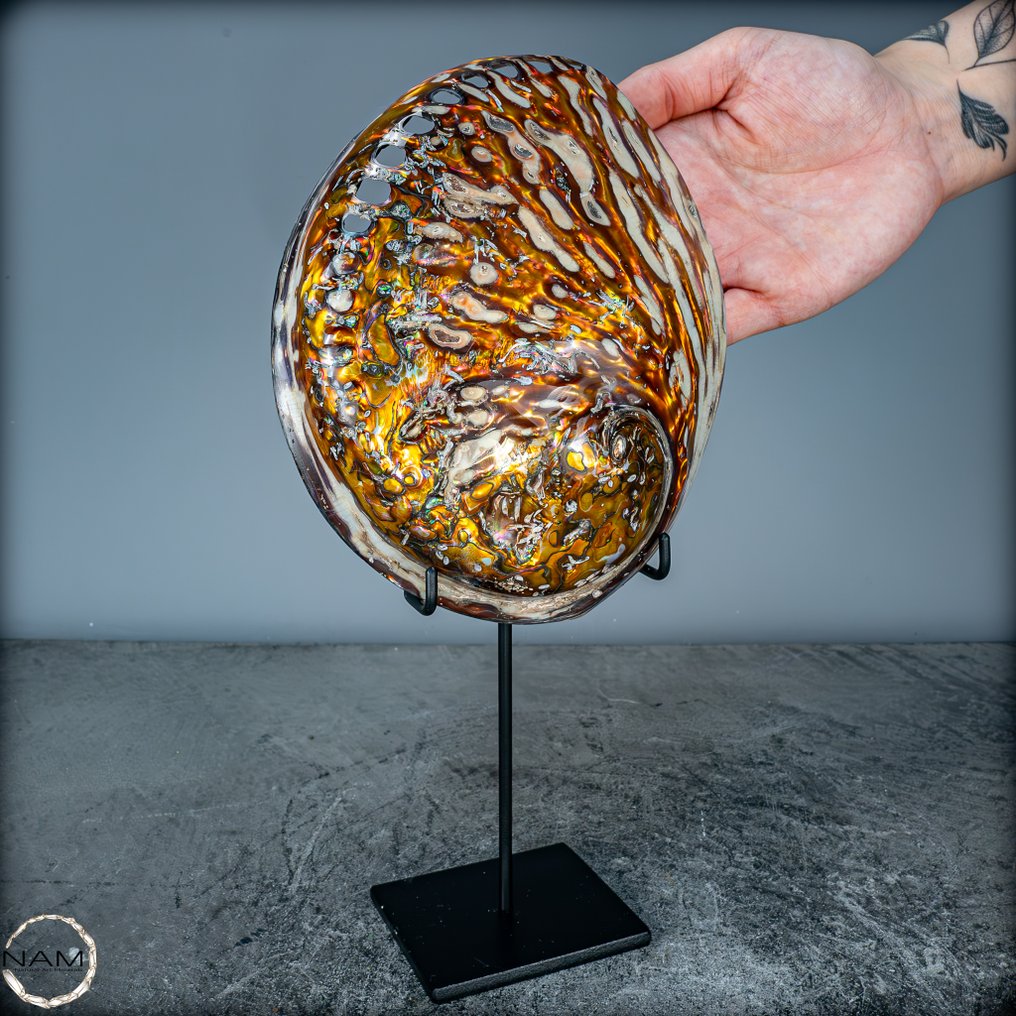 Σπάνιο φυσικό Haliotis-Rufescens σε βάθρο - Shell- 303.77 g #1.0