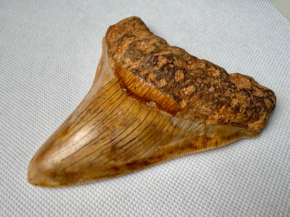 Megalodon - Fosszilis fog - Carcharocles megalodon - 11.3 cm #4.3