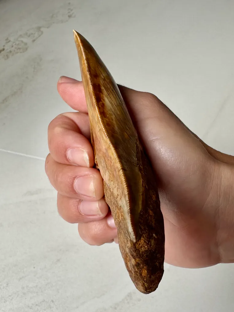 Megalodon - Fossil tooth - Carcharocles megalodon - 11.3 cm #2.1