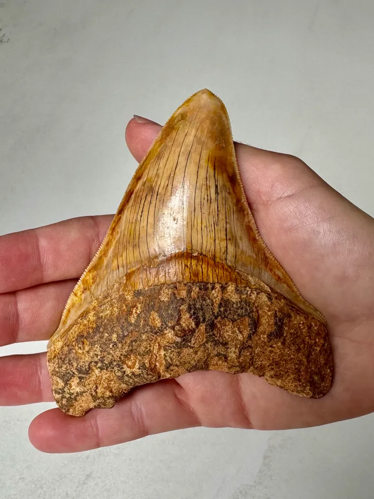Megalodon - Fossil tooth - Carcharocles megalodon - 11.3 cm #1.2
