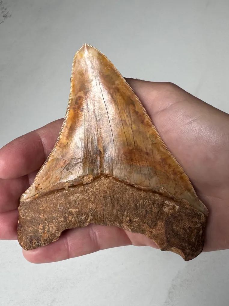 Megalodon - Fossil tooth - Carcharocles megalodon - 11.3 cm #1.1