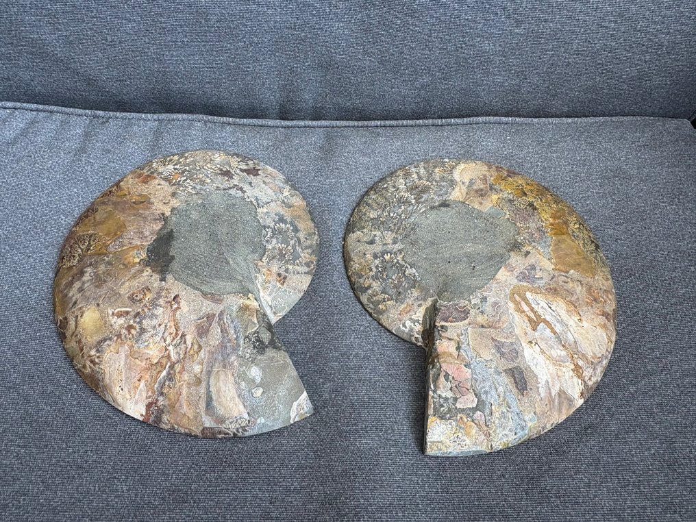 Ammonit - Tierfossil - ammonoidea - 17 cm - 18 cm #4.3