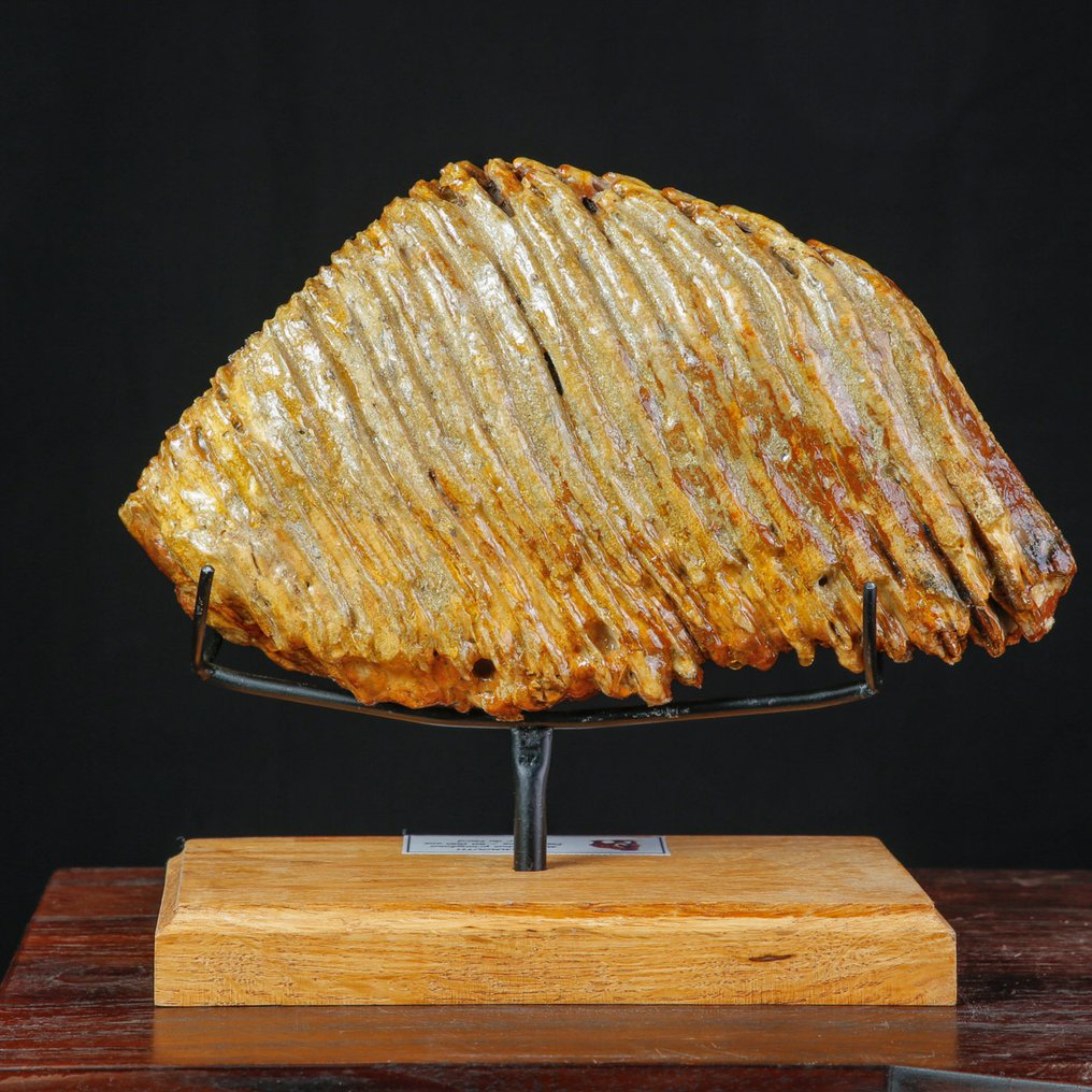 Μεγάλος απολιθωμένος γομφίος του Mammuthus primigenius – ενήλικος – Βόρειο Πέλαγος. Δόντι - Mammuthus Primigenius XXL Molar - 245 mm - 80 mm - 290 mm #2.1