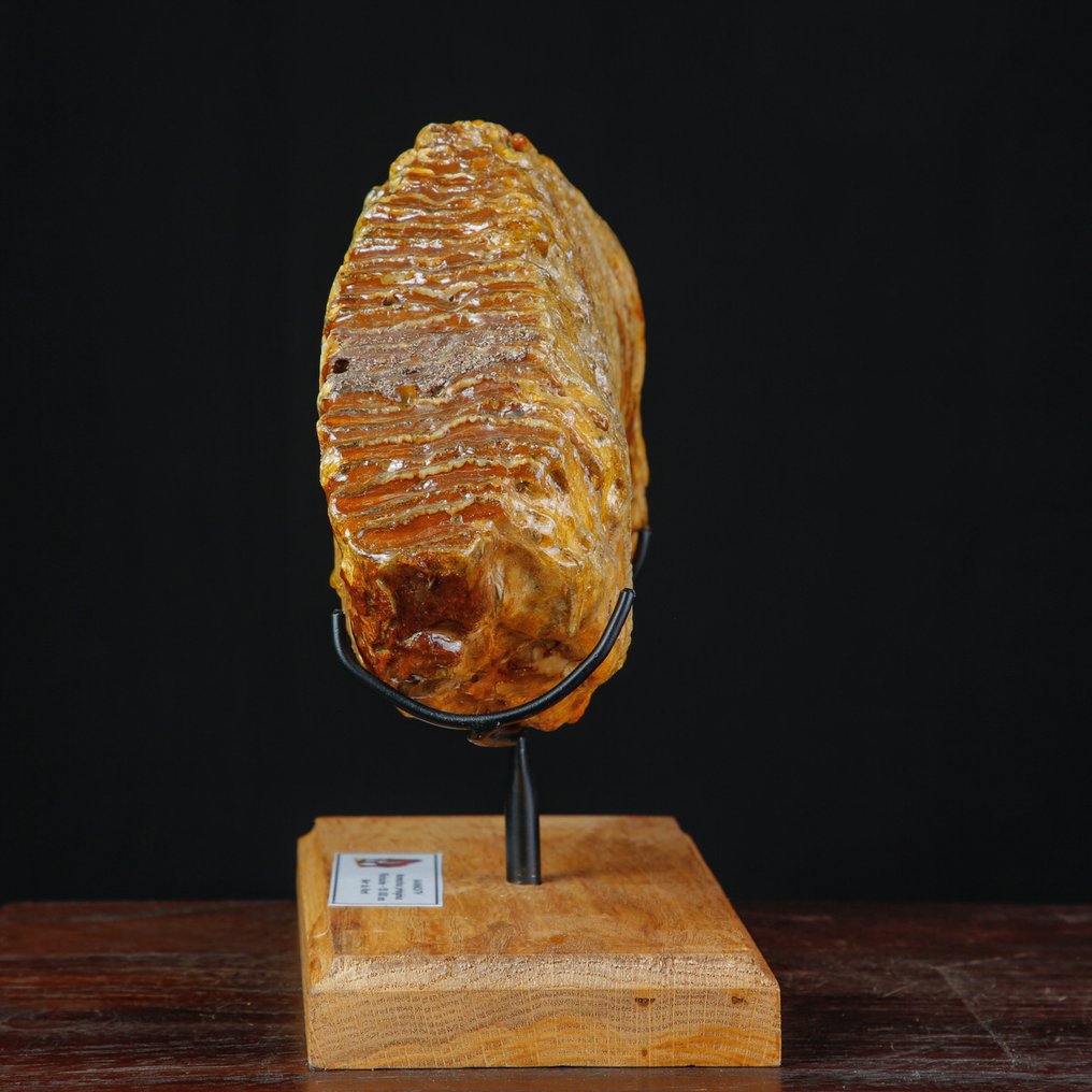 Μεγάλος απολιθωμένος γομφίος του Mammuthus primigenius – ενήλικος – Βόρειο Πέλαγος. Δόντι - Mammuthus Primigenius XXL Molar - 245 mm - 80 mm - 290 mm #3.2