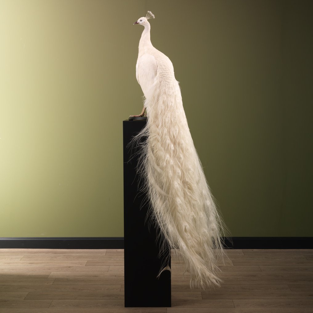 Peacock Taxidermy full body mount - Pavo cristatus - 170 cm - 45 cm - 75 cm - CITES Appendix III - Annex C in the EU - 1 #1.0