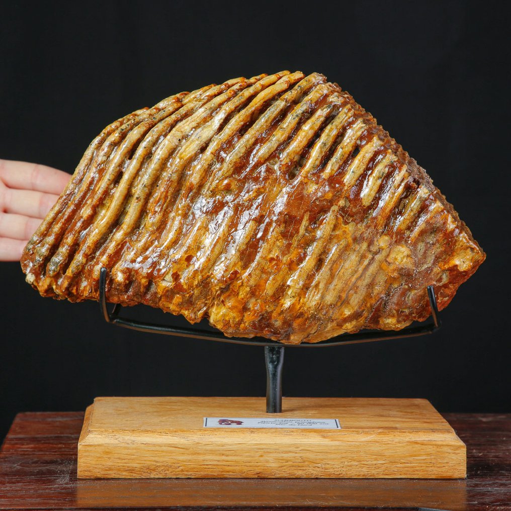 Μεγάλος απολιθωμένος γομφίος του Mammuthus primigenius – ενήλικος – Βόρειο Πέλαγος. Δόντι - Mammuthus Primigenius XXL Molar - 245 mm - 80 mm - 290 mm #1.0