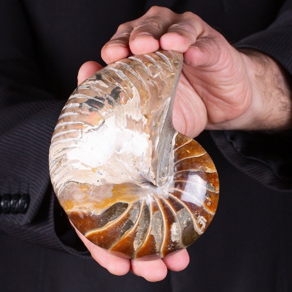 Πελίτης Ναυτίλος - Cymatoceras Sp. - Επίστρωση με όπαλο σε κέλυφος. - Απολιθωμένο κέλυφος - Cymatoceras sp. - Perfect State of Preservation - 140 mi - 110 mm #3.2