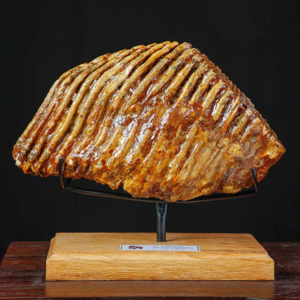 Μεγάλος απολιθωμένος γομφίος του Mammuthus primigenius – ενήλικος – Βόρειο Πέλαγος. Δόντι - Mammuthus Primigenius XXL Molar - 245 mm - 80 mm - 290 mm #1.0