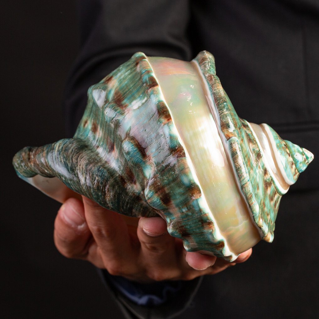 Πολυτελείας - Πέρλινο Τούρμπαν Θάλασσας Κέλυφος - Κέλυφος Θάλασσας - Κοχύλι - Turbo Marmoratus - Extra Size - 189 x 184 x 119 mm #2.1