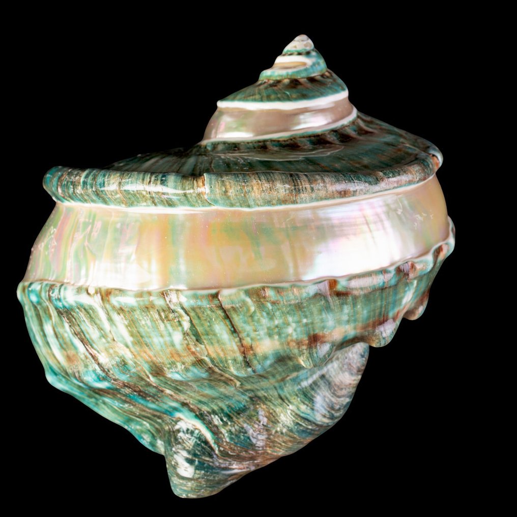 Πολυτελείας - Πέρλινο Τούρμπαν Θάλασσας Κέλυφος - Κέλυφος Θάλασσας - Κοχύλι - Turbo Marmoratus - Extra Size - 189 x 184 x 119 mm #1.0