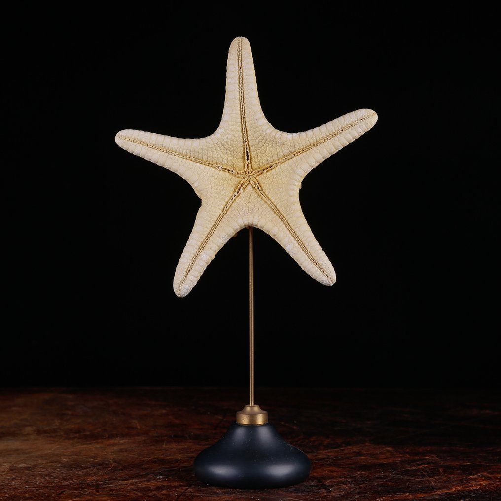 Luonnollinen kuiva meritähti puu- ja messinkijalustalla. Täytetyn eläimen koko kehon jalusta - Natural History Decorative Element - 282 mm - 168 mm - 56 mm #3.2