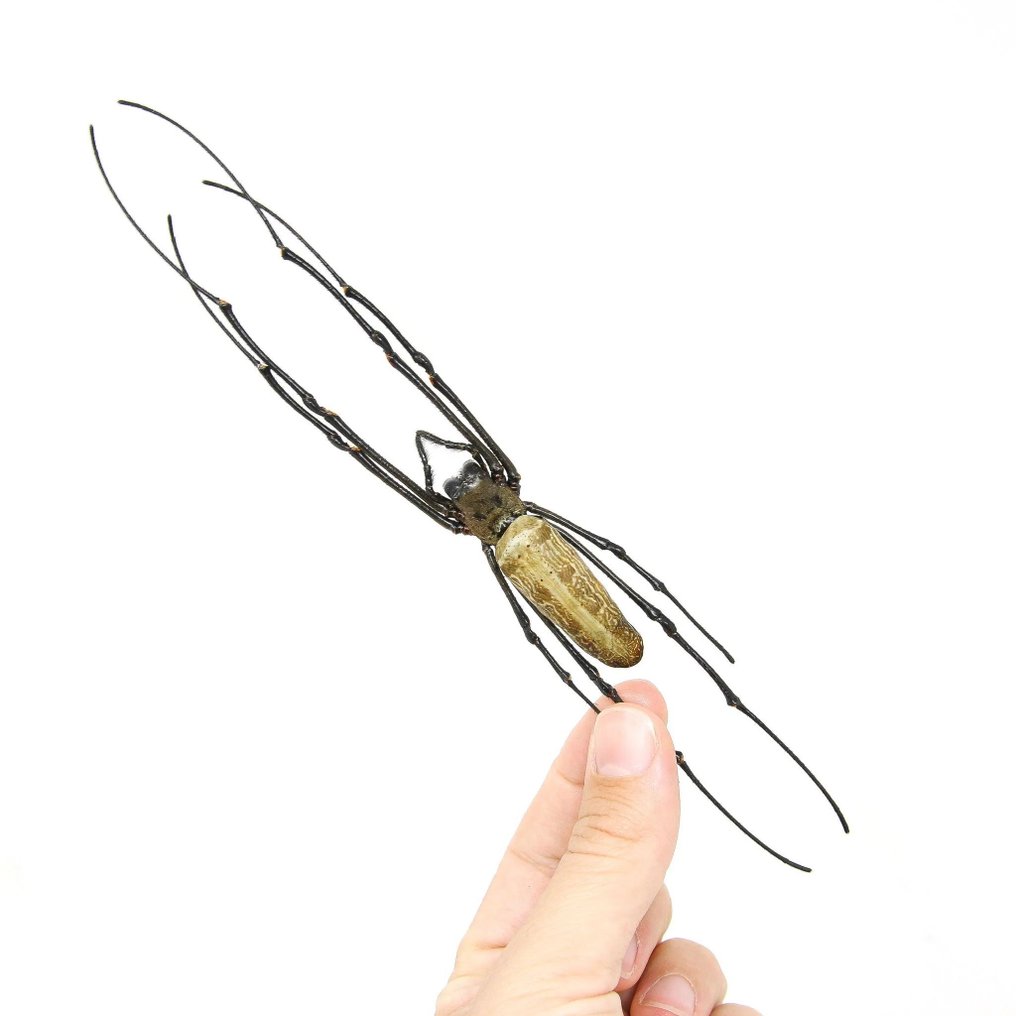 10 ragni Golden Orb Weaver Allestimento tassidermico a corpo intero - Nephila pilipes - 0 cm - 20 cm - 0 cm - Specie non CITES - 10 #1.0