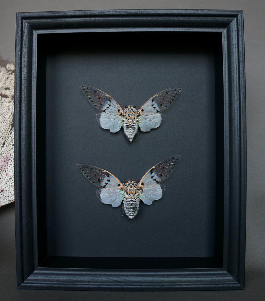 τζιτζίκι Βάση ταρίχευσης ολόκληρου σώματος - Ayuthia spectabilis - 25 cm - 20 cm - 4 cm - Είδη που δεν ανήκουν στο CITES - 1 #1.0