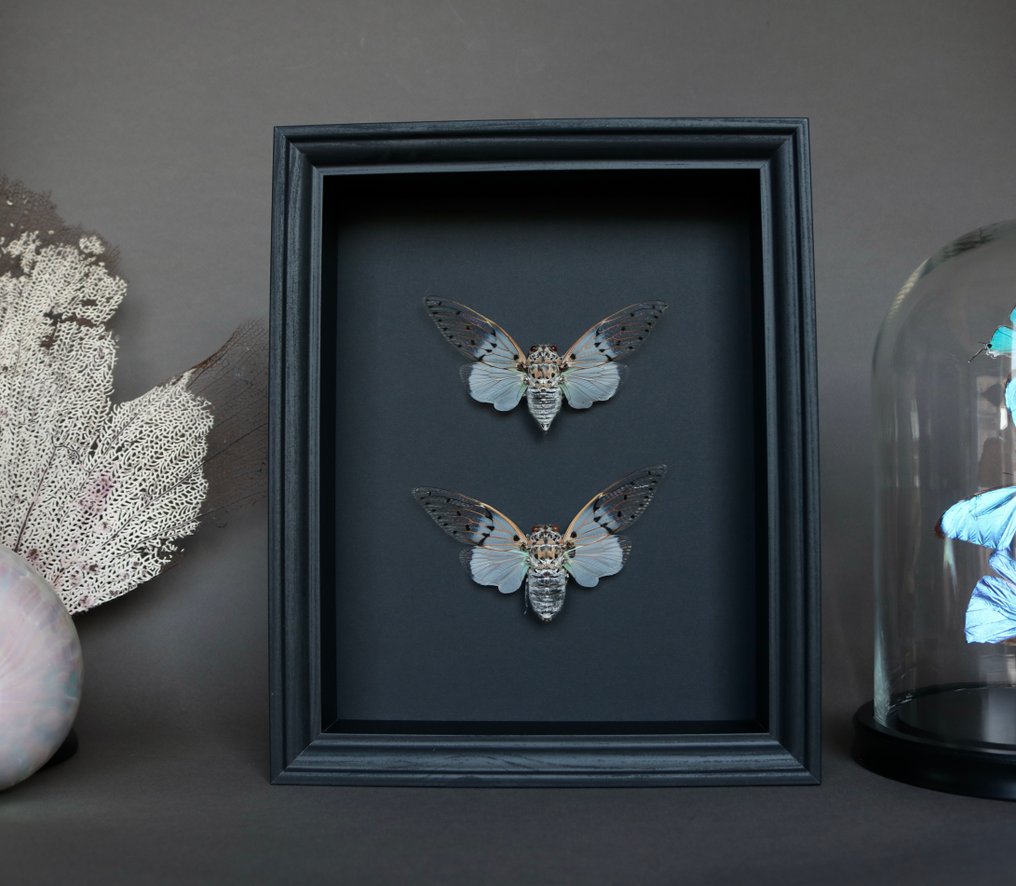 τζιτζίκι Βάση ταρίχευσης ολόκληρου σώματος - Ayuthia spectabilis - 25 cm - 20 cm - 4 cm - Είδη που δεν ανήκουν στο CITES - 1 #1.0