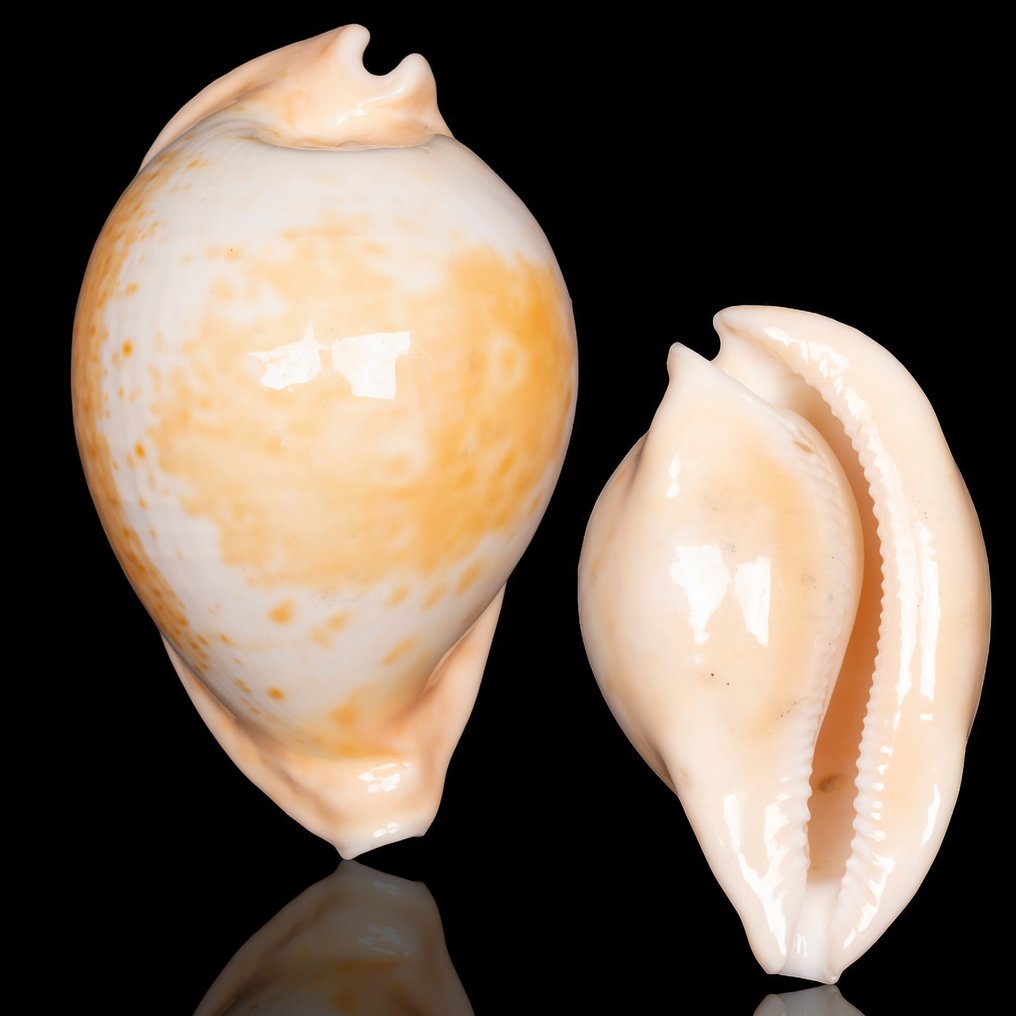 Συλλέκτες Κοχυλιών - Βερίκοκκινα Κοχύλια. Κοχύλι - Cypraea Umbilia Armeniaca #1.0