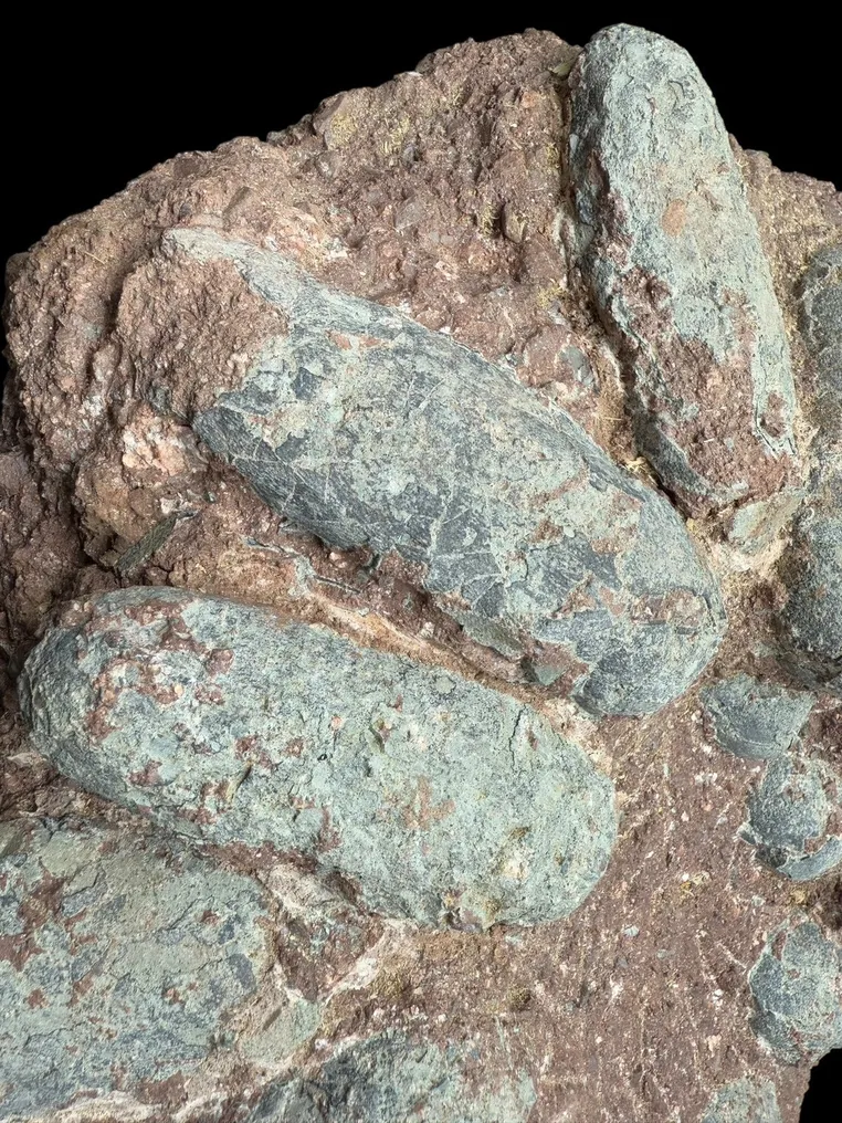 Fossil - Fossil matrix - Oviraptor sp. - 45 cm - 40 cm #2.2