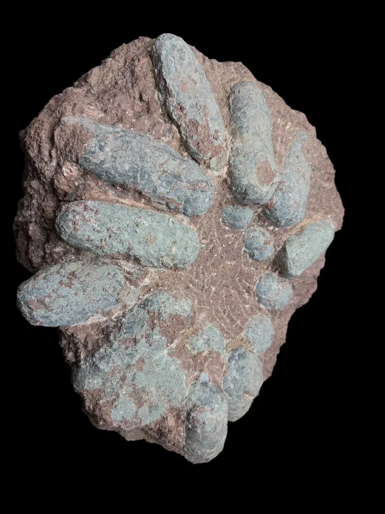 Fossil - Fossil matrix - Oviraptor sp. - 45 cm - 40 cm #2.1