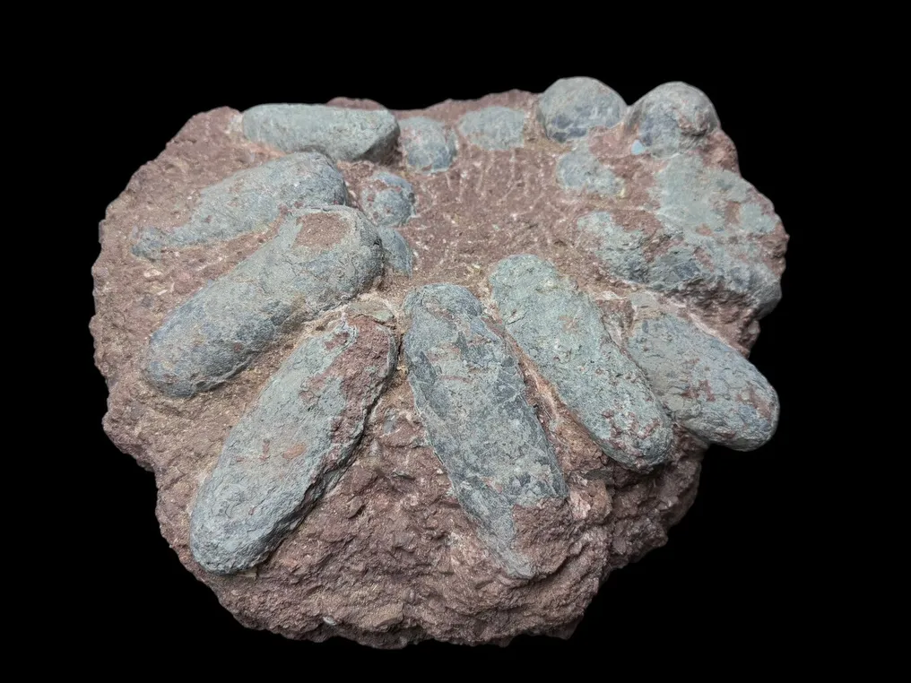 Fossil - Fossil matrix - Oviraptor sp. - 45 cm - 40 cm #1.1