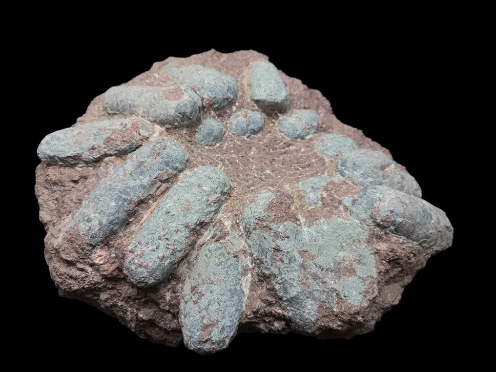 Fossil - Fossil matrix - Oviraptor sp. - 45 cm - 40 cm #3.2