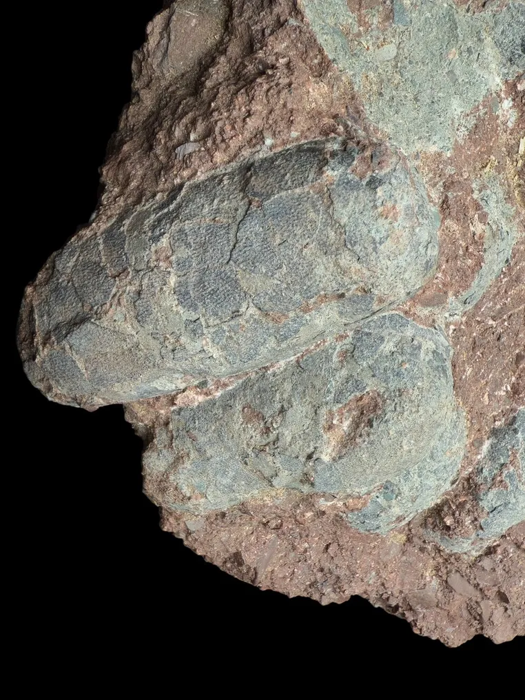 Fossil - Fossil matrix - Oviraptor sp. - 45 cm - 40 cm #3.1