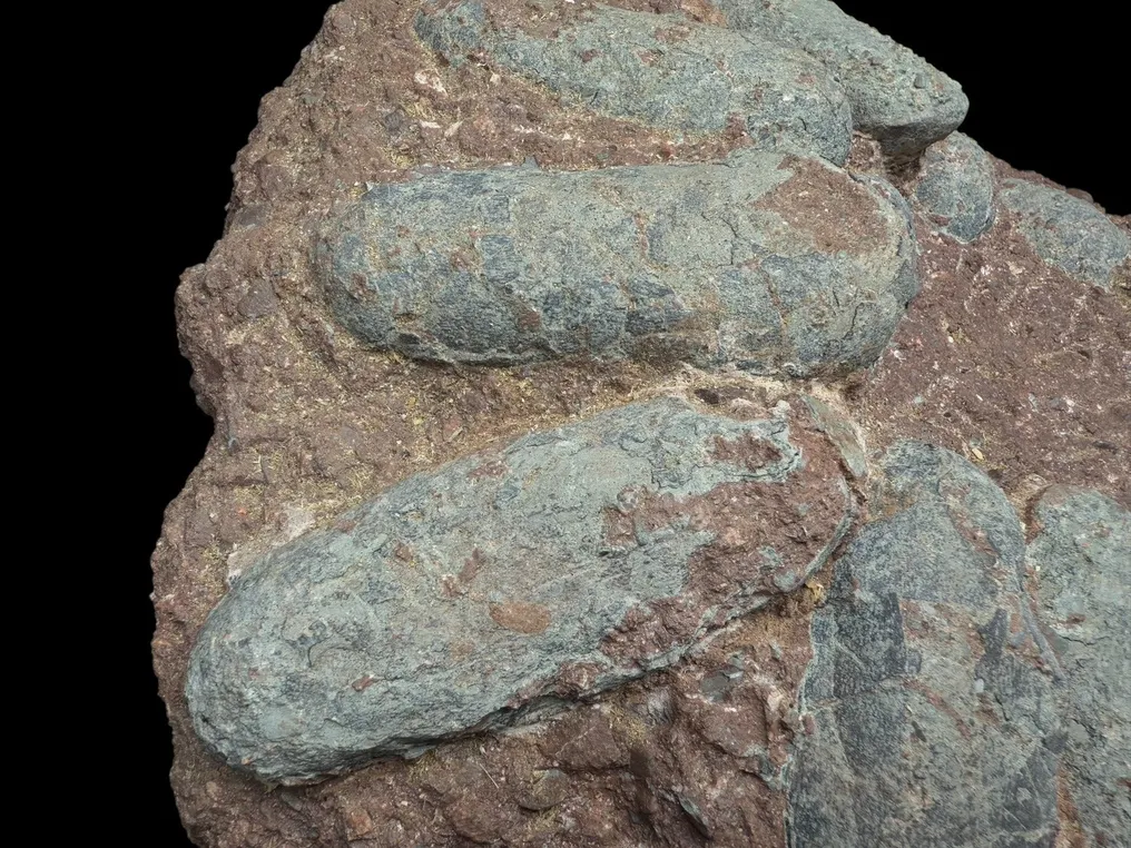 Fossil - Fossil matrix - Oviraptor sp. - 45 cm - 40 cm #3.3