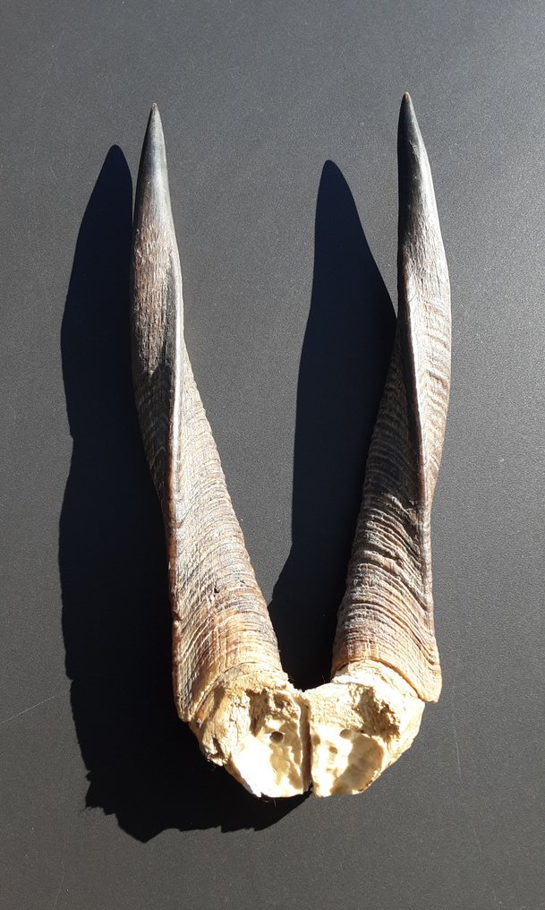 Αντιλόπη Επιτοίχια βάση ταρίχευσης - Antilopinae - 41 cm - 19 cm - 12.5 cm - Είδη που δεν ανήκουν στο CITES - 2 #2.1