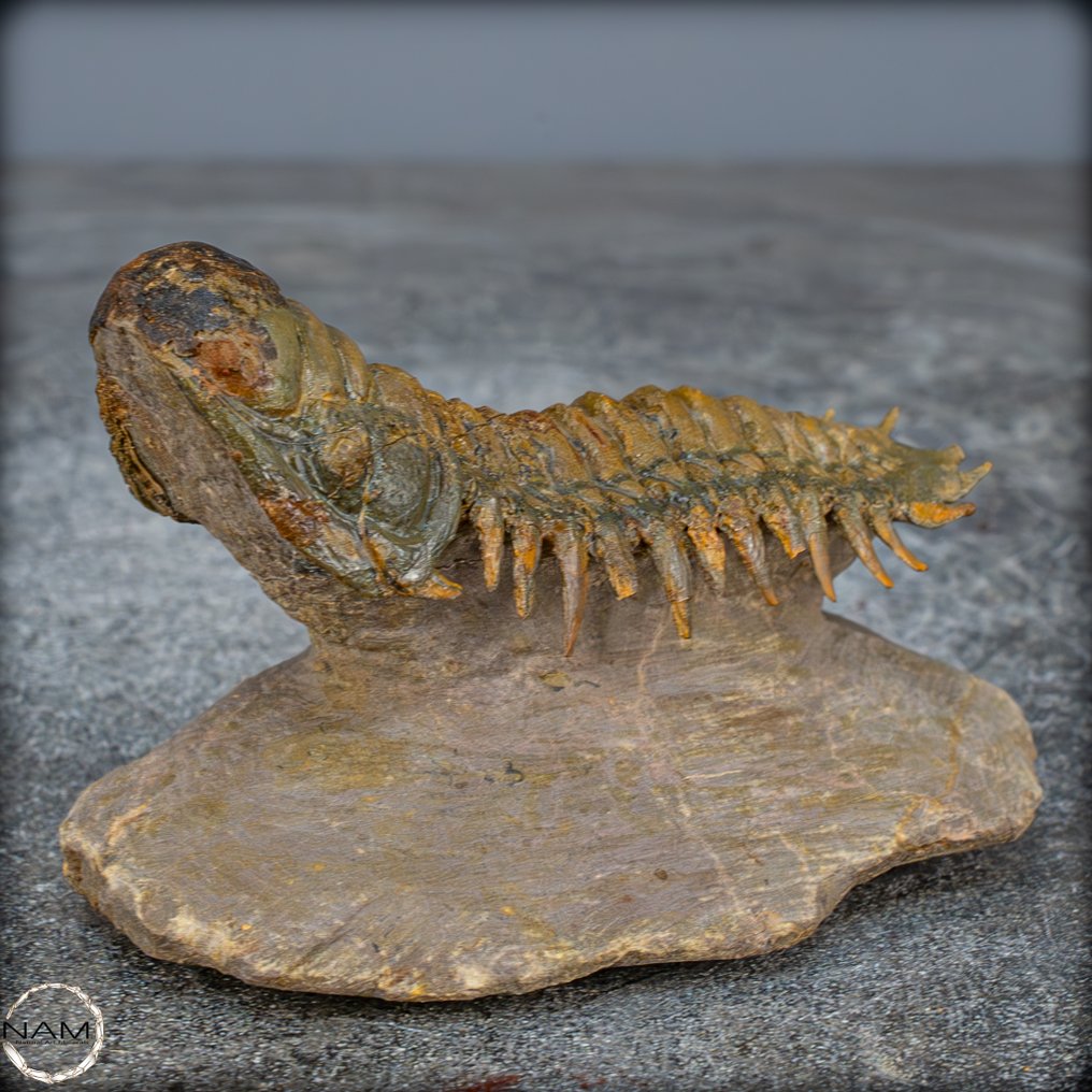 保存非常完好的三叶虫化石 Crotalocephalina gibbus，摩洛哥- 212.99 g #4.3