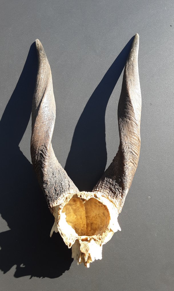 Αντιλόπη Επιτοίχια βάση ταρίχευσης - Antilopinae - 41 cm - 19 cm - 12.5 cm - Είδη που δεν ανήκουν στο CITES - 2 #4.3