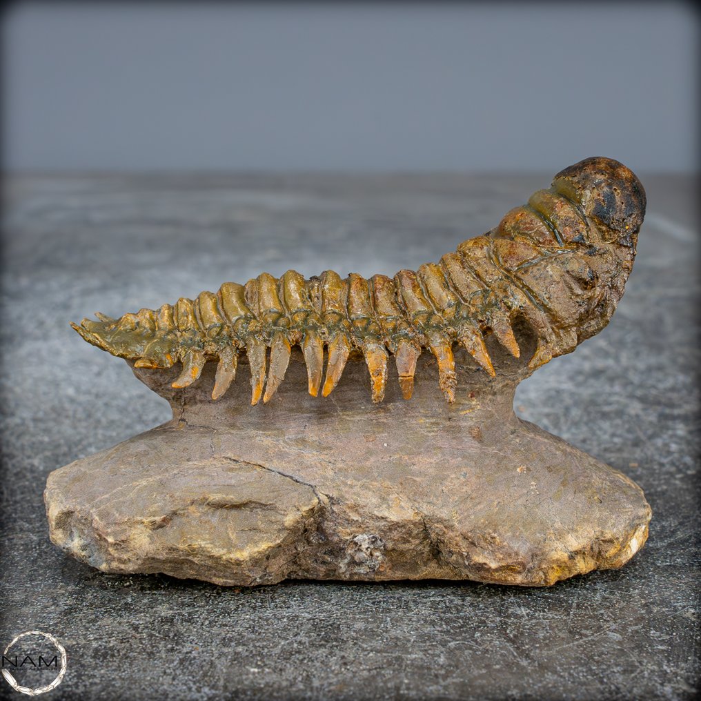 保存非常完好的三叶虫化石 Crotalocephalina gibbus，摩洛哥- 212.99 g #3.2