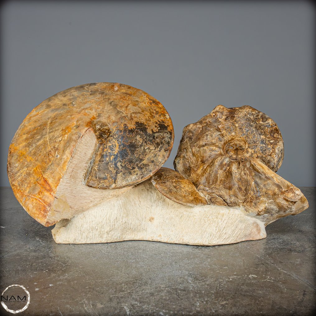 Rare fossil ammonite nodosoides with dendrites from Morocco- 7048.14 g #1.0