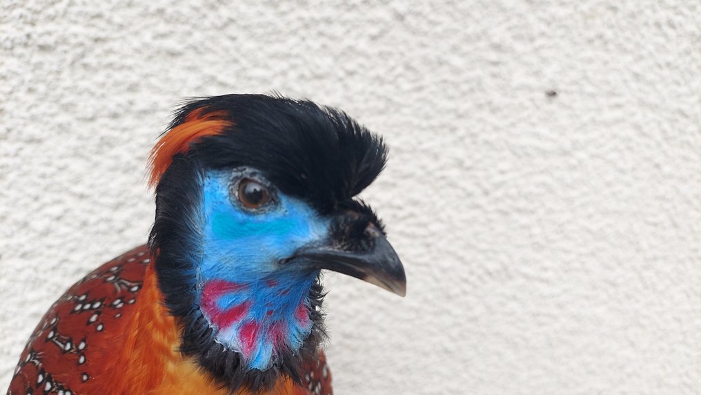 坦明克火冠鹑 动物标本剥制全身支架 - (Tragopan temminckii) - 50 cm - 30 cm - 50 cm - 非《濒危物种公约》物种 - 1 #4.3