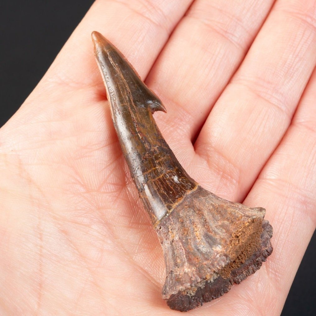 Uitgestorven reuszaagvis - setje rostrumtanden - Kem Kem Basin, Marokko - Fossiele tand - Onchopristis Numidus - - 65 mm - 30 mm #3.2