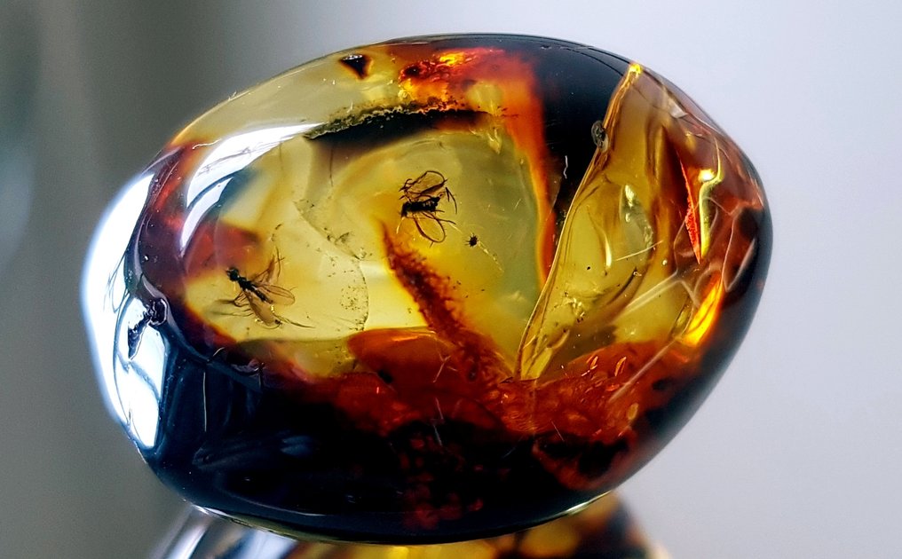 Espécime de museu muito raro, âmbar báltico natural com inclusão de inseto - 2 insetos - Âmbar  (Sem preço de reserva) #1.0