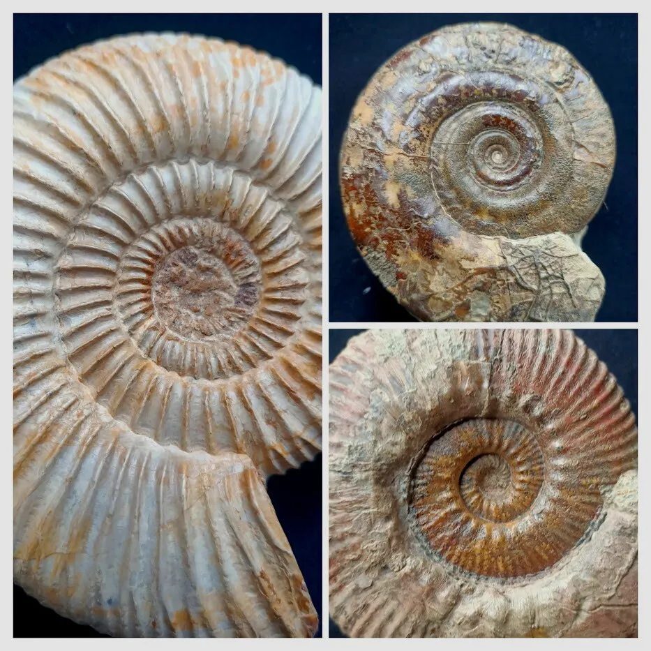 Ammonite - Fossilised shell - Hammatoceras - Hildoceras - Perisphinctes #1.0