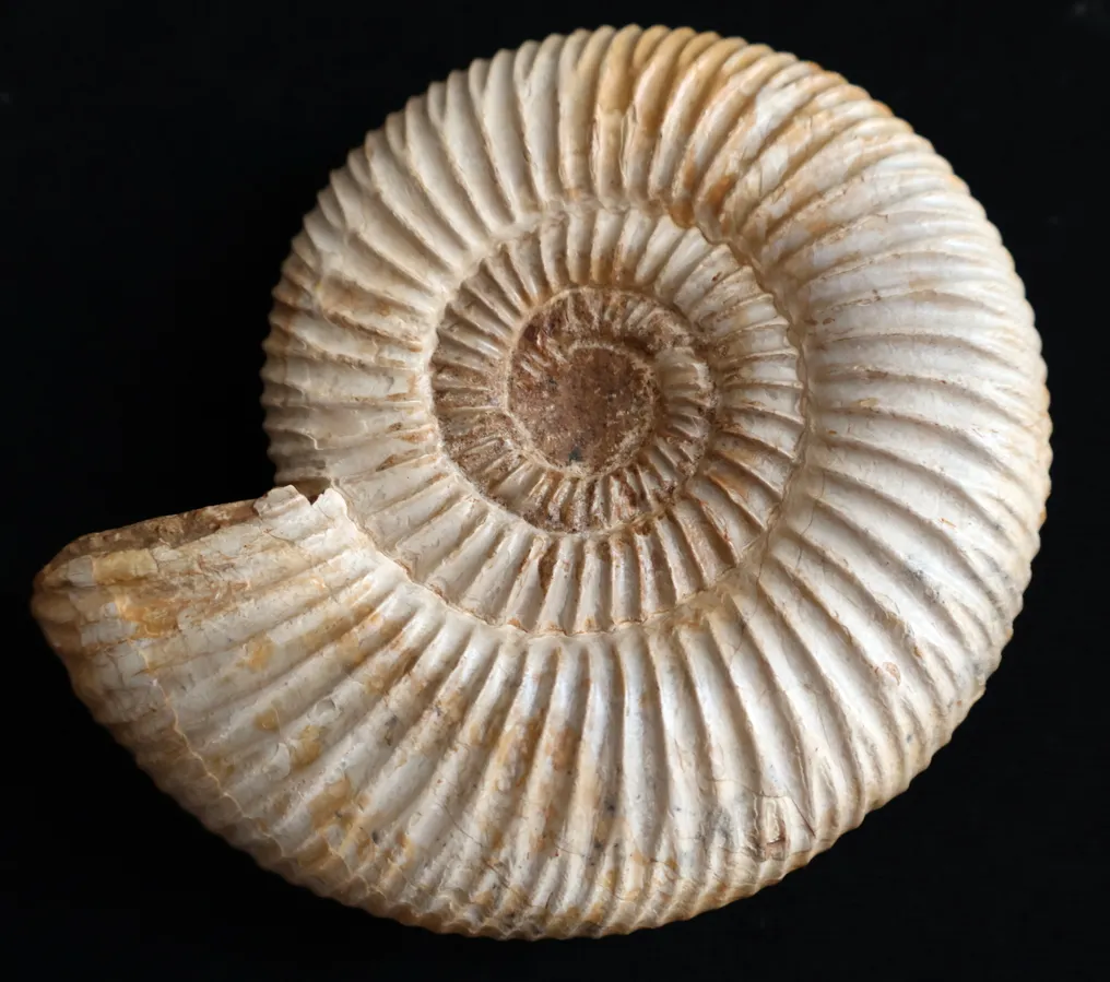 Ammonite - Fossilised shell - Hammatoceras - Hildoceras - Perisphinctes #2.1