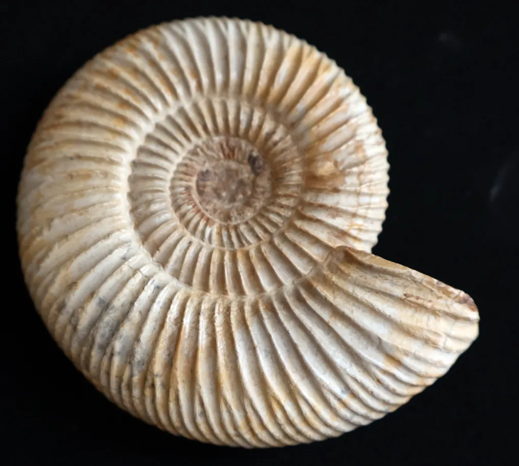 Ammonite - Fossilised shell - Hammatoceras - Hildoceras - Perisphinctes #4.3