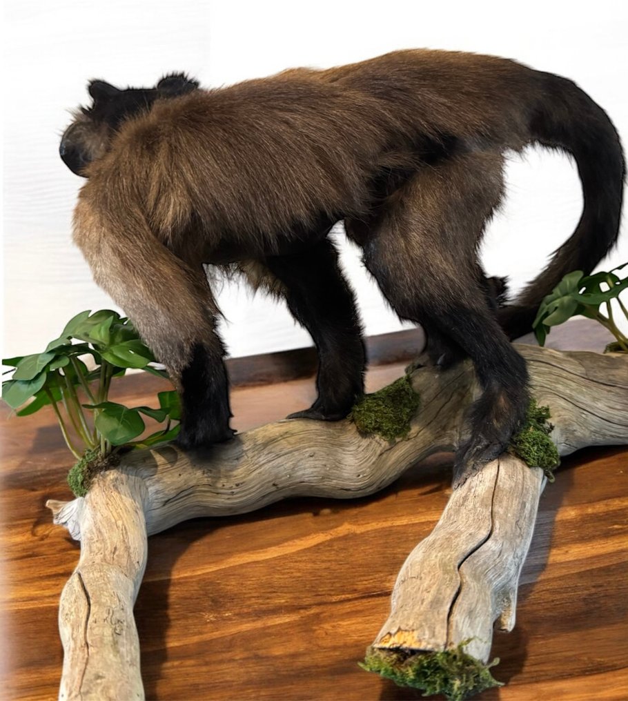 Monkey Taxidermy full body mount - Cebus apella-With proof of legal origin - 30 cm - 45 cm - 10 cm - CITES Appendix II - Annex B in the EU #2.1