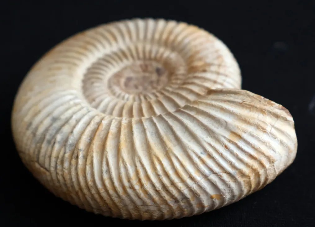 Ammonite - Fossilised shell - Hammatoceras - Hildoceras - Perisphinctes #3.2
